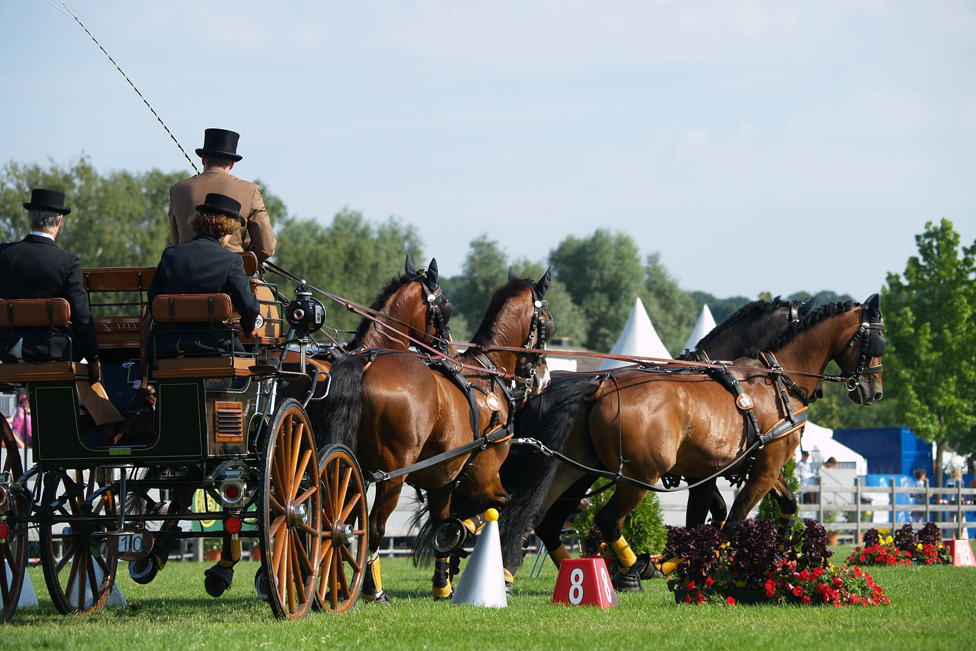 Ein Vierspänner-Team aus glänzenden Braunen, gezogen von elegant gekleideten Kutschern in historischer Kleidung, nimmt an einer Fahrsportveranstaltung teil, umgeben von sorgfältig arrangierter Eventdekoration.