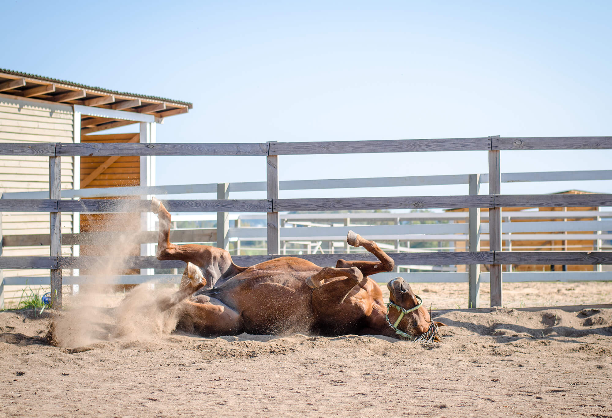 Hellbraunes Pferd wälzt sich glücklich im Sand