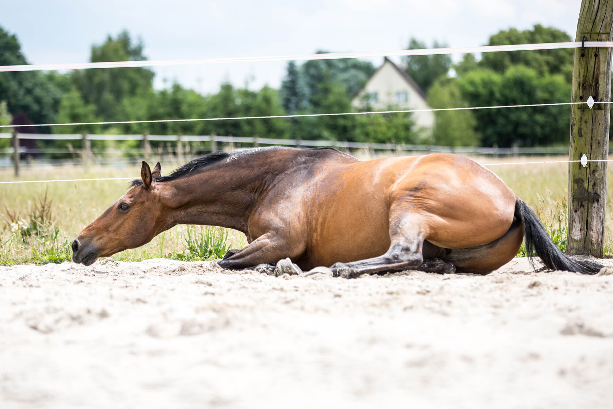 Pferd im Wohlfühlmoment beim Sandbad, ein Element des von EQUUS DESIGN PLANUNG entwickelten Konzepts für Pferdewohl und natürliche Haltung.