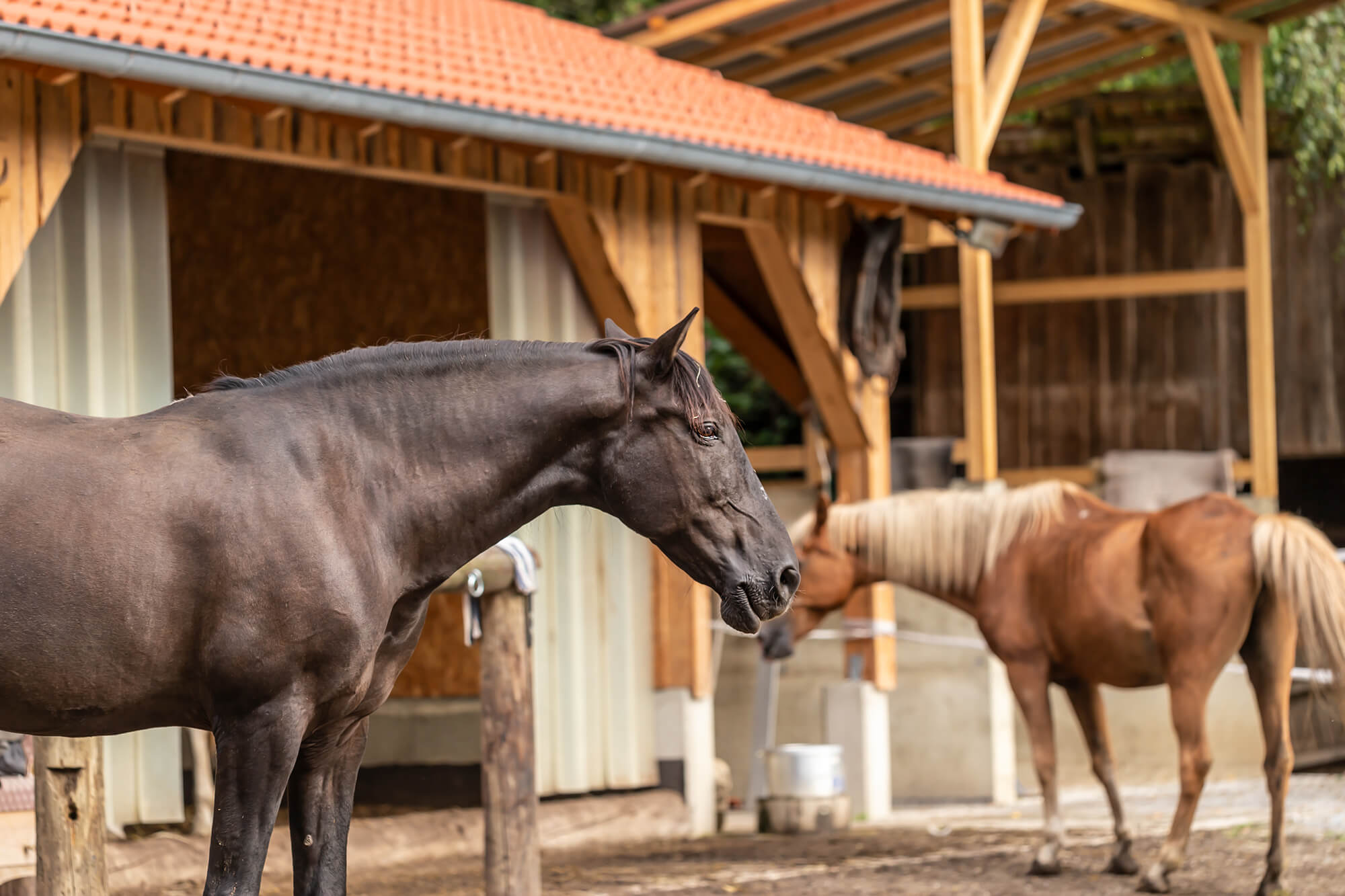Pferd im nachhaltigen Offenstall mit naturnaher Haltung und Bewegungsfreiheit