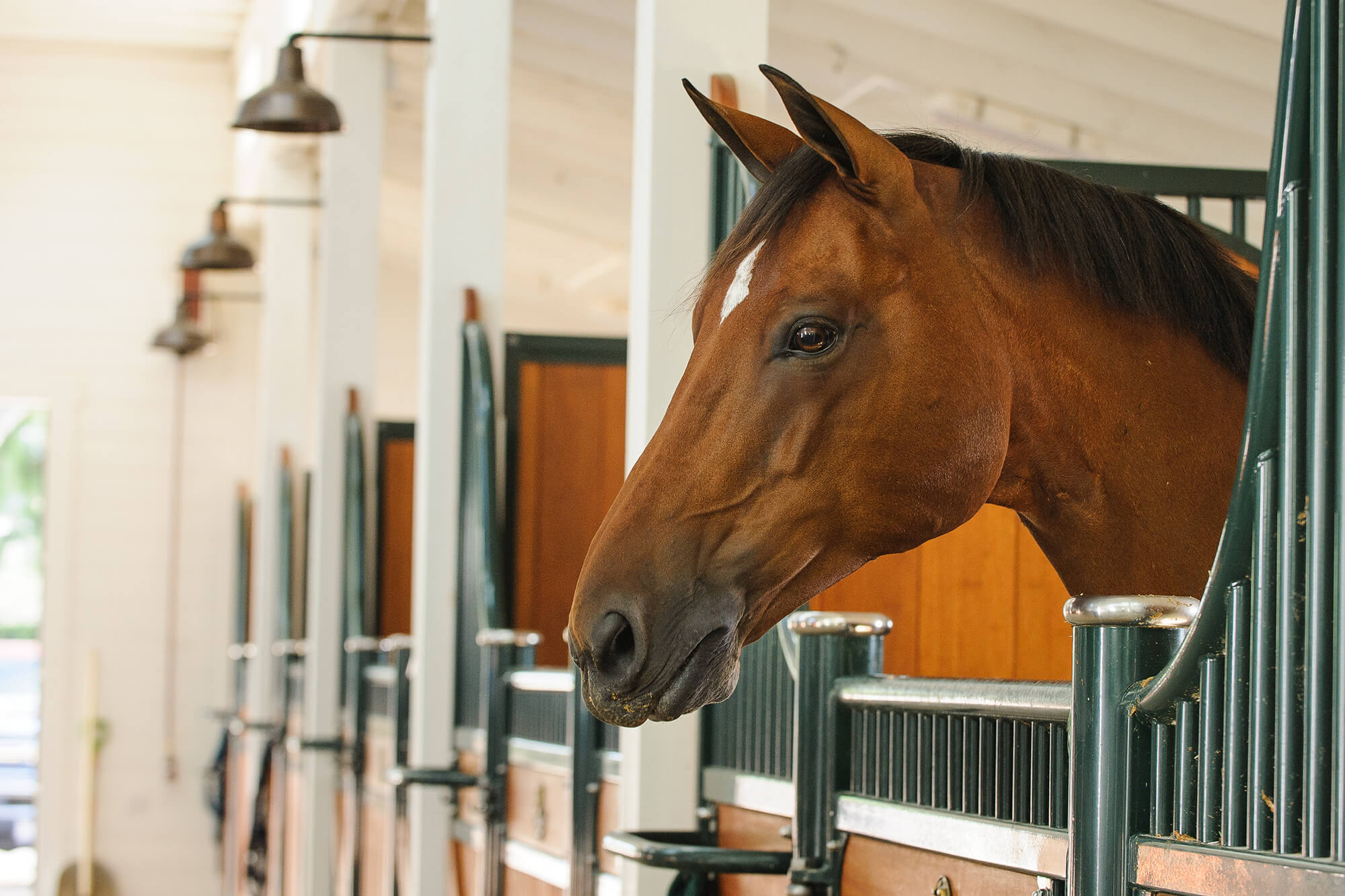 Pferd schaut neugierig aus einer Stallbox in einer hellen, sauberen Stallgasse mit traditionellem Design und guter Beleuchtung, was eine ruhige und komfortable Umgebung für Pferde widerspiegelt.