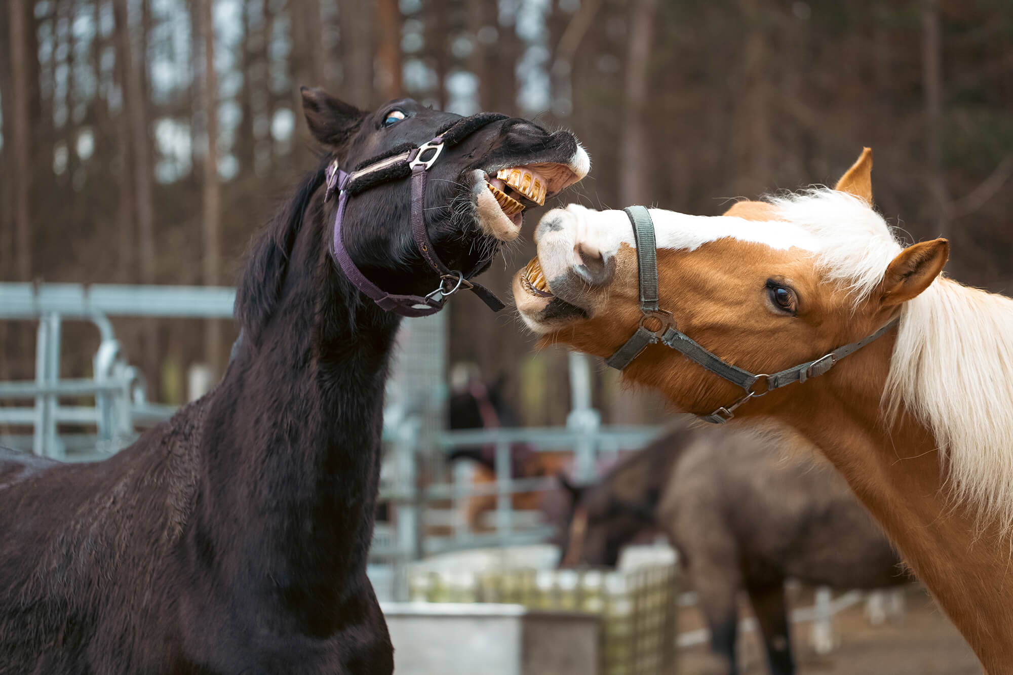 Zwei Pferde interagieren spielerisch in einem Aktivstall, demonstrieren Sozialverhalten und Bewegungsfreiheit, wesentliche Aspekte des von EQUUS DESIGN PLANUNG entworfenen Offenstall-Konzepts