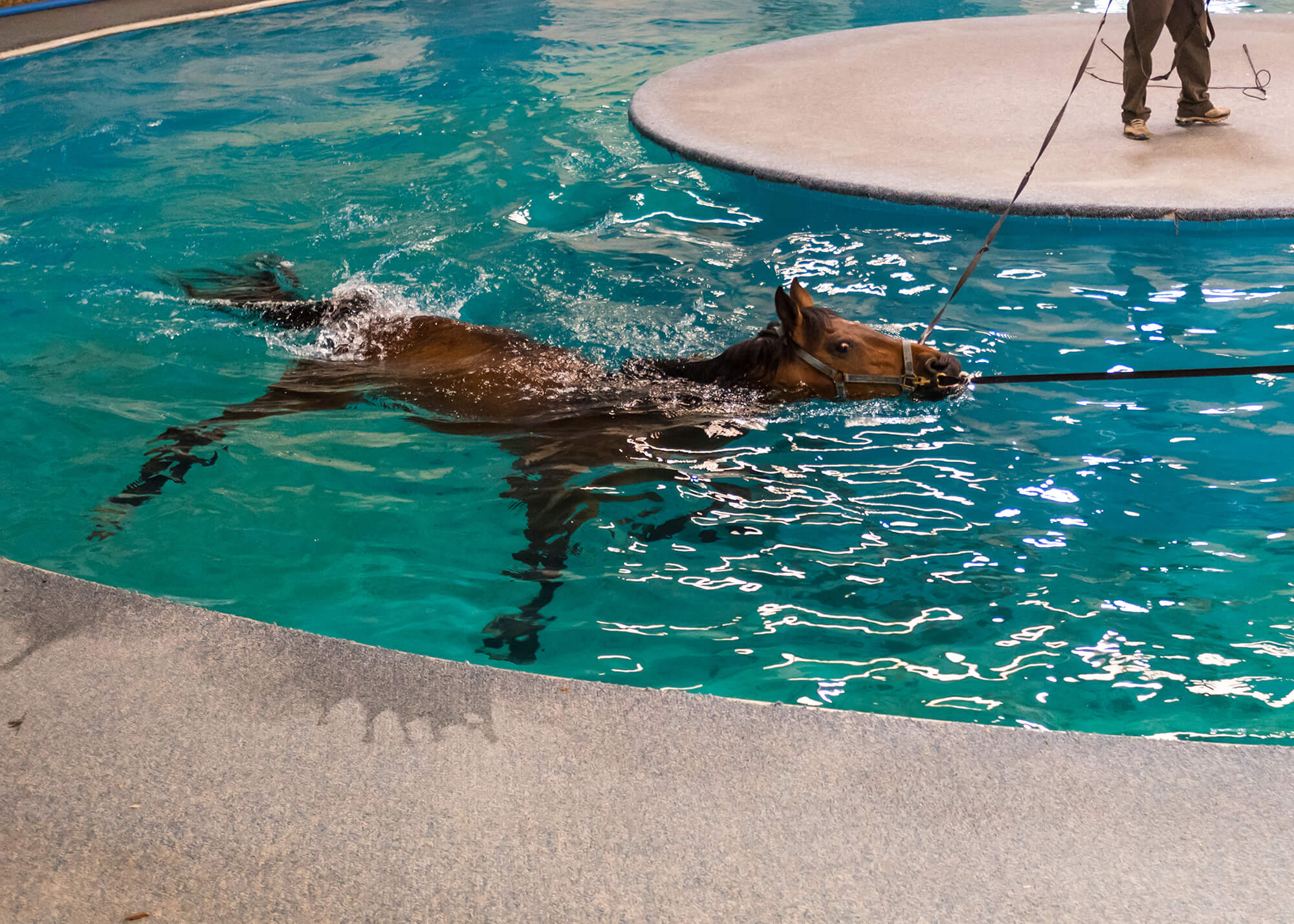 Pferd in Aquatherapie - Rehabilitation und Heilung im Wasser