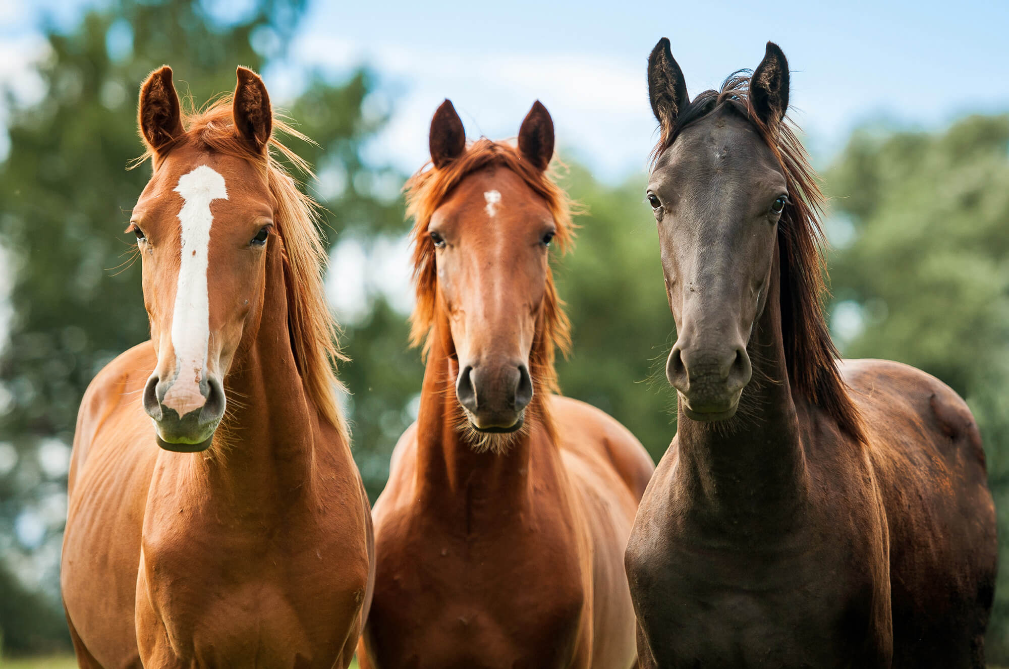 Drei Pferde auf einer Weide, demonstrieren soziale Interaktion und Wohlbefinden