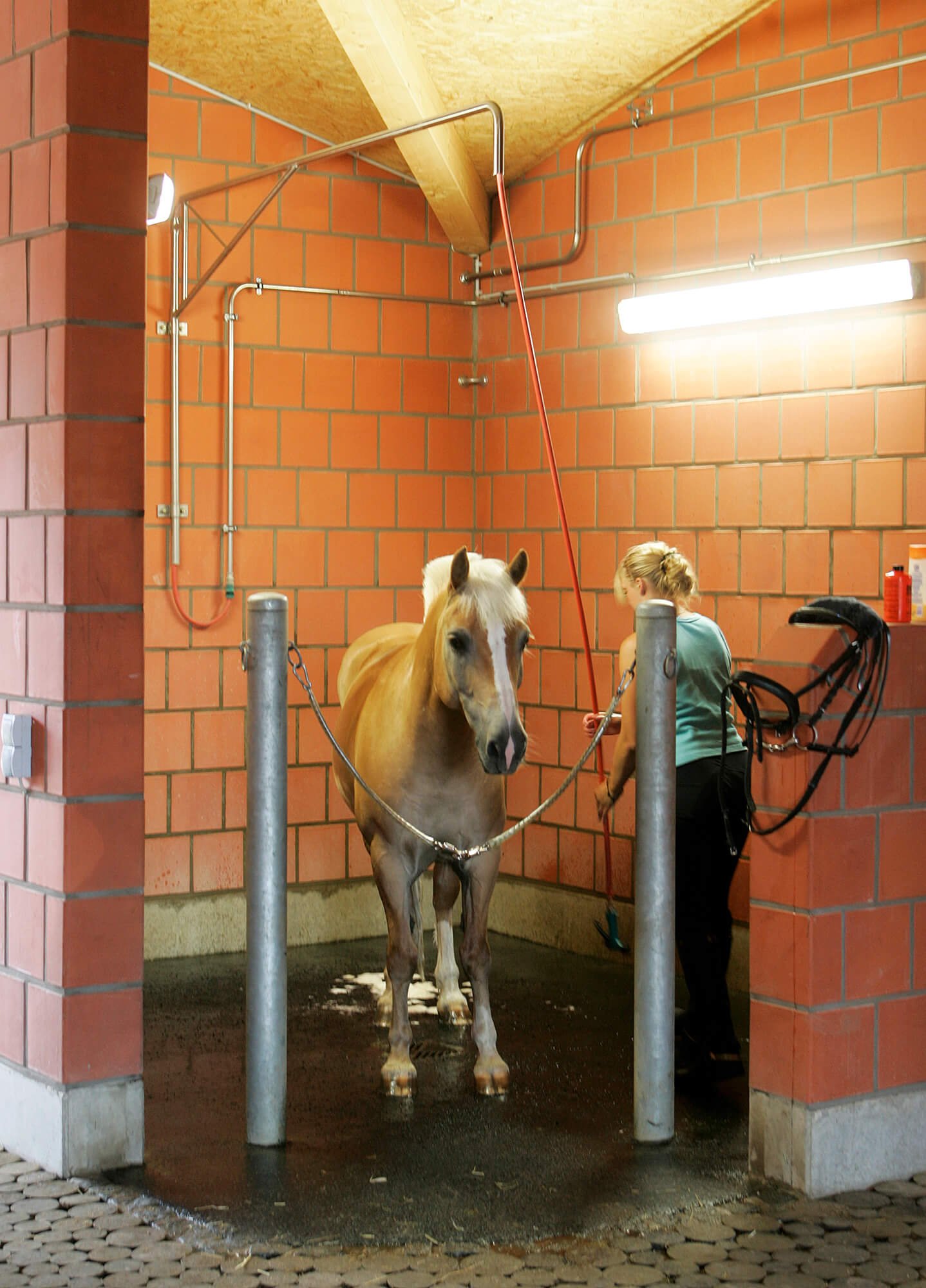 Pferd in einer modernen Waschbox, die Teil des umfangreichen Dienstleistungsangebots von EQUUS DESIGN PLANUNG für Reitanlagen ist, zeigt Funktionalität und Pferdefürsorge.